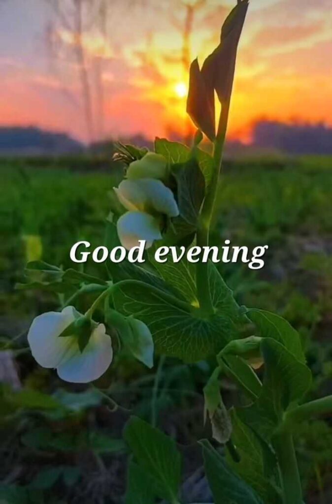 Good Evening Images