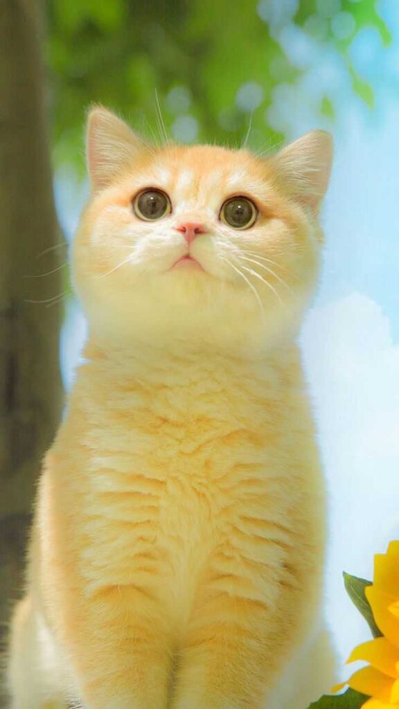 cute cat dp