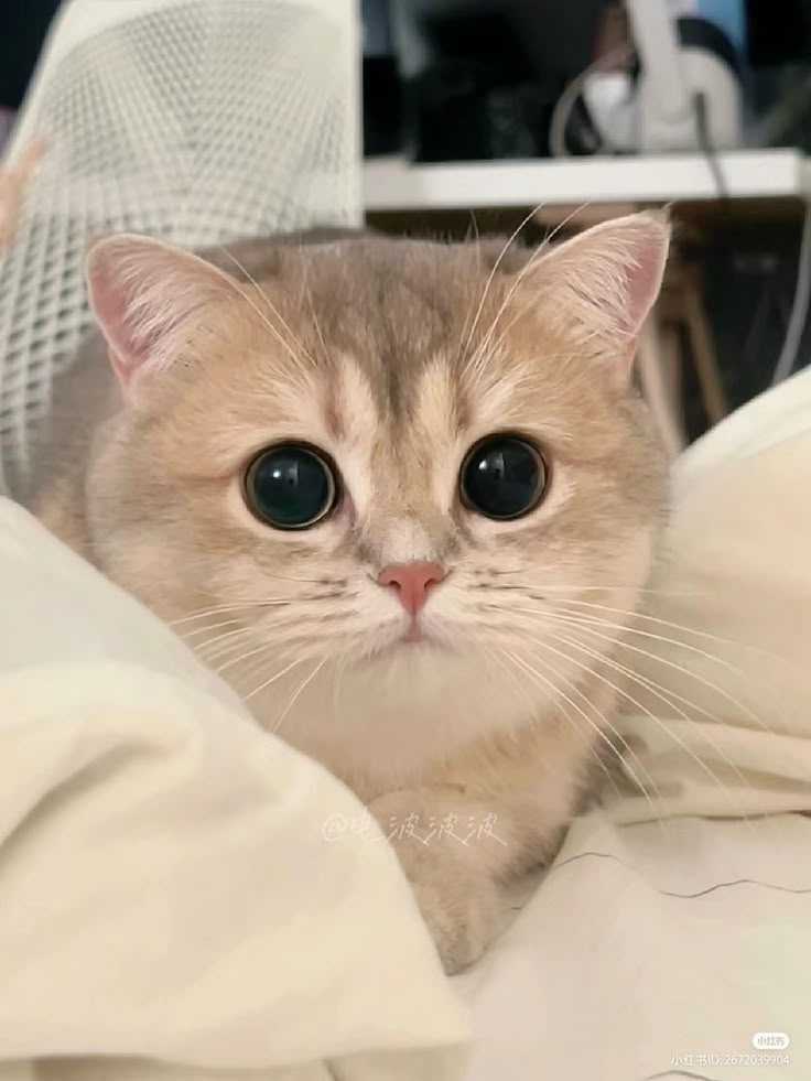 cute cat dp