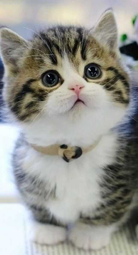 cute cat dp