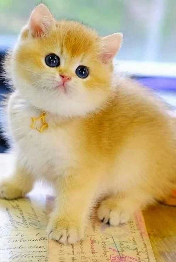 cute cat dp