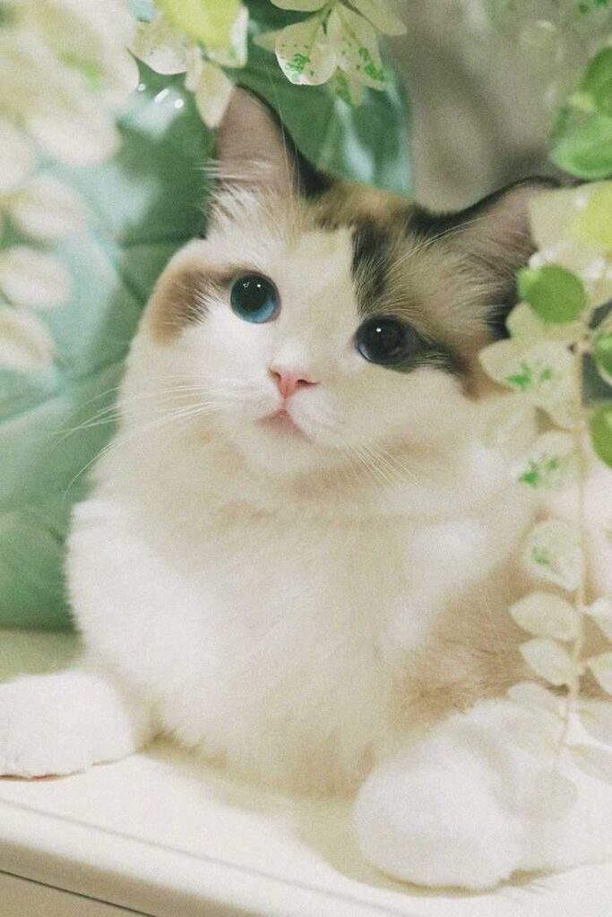 cute cat dp