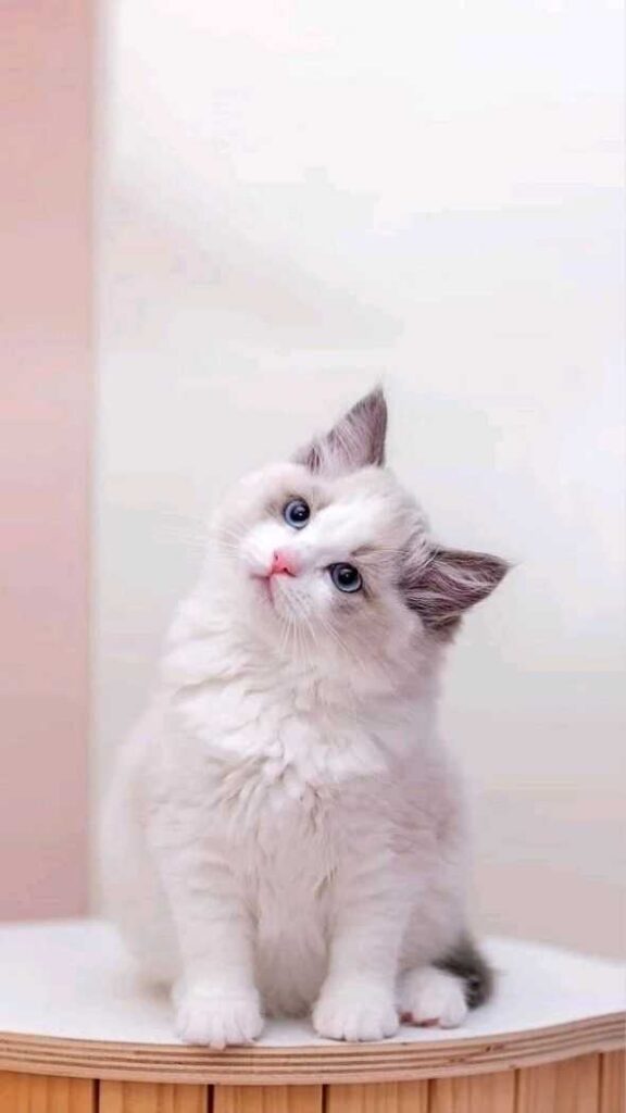 cute cat dp