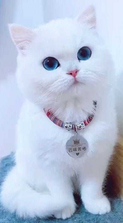 cute cat dp