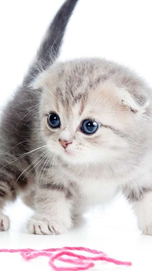 cute cat dp