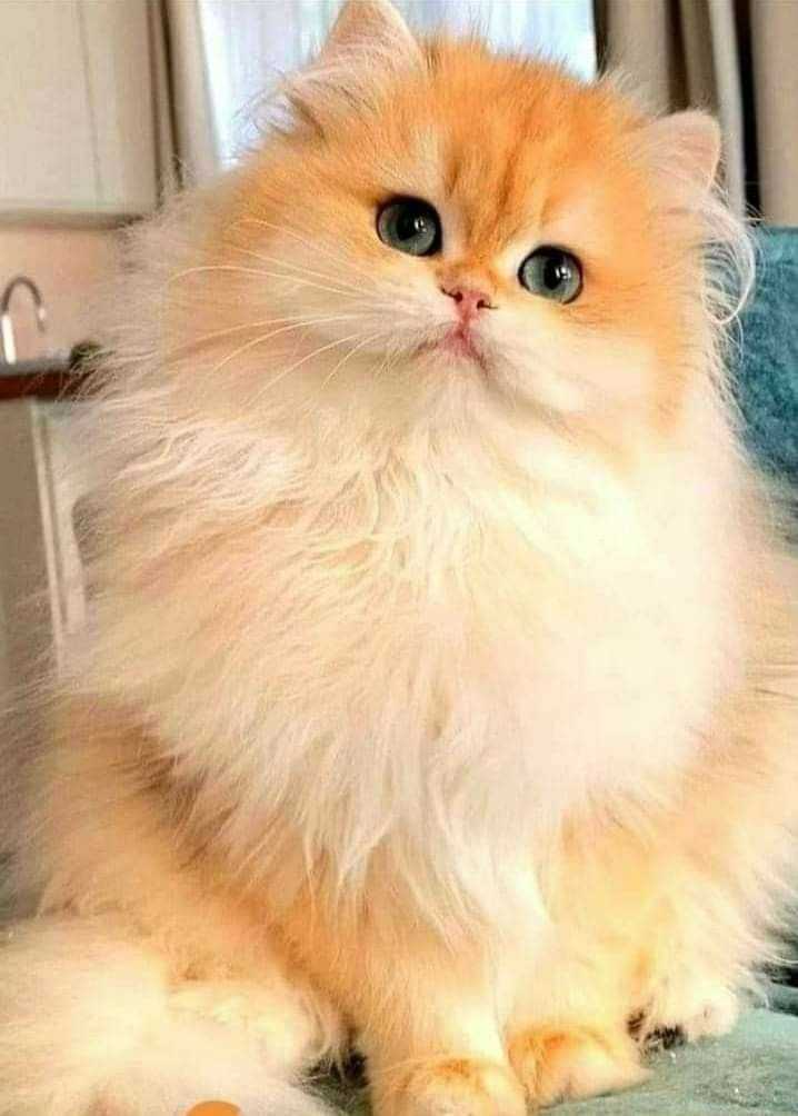 cute cat dp