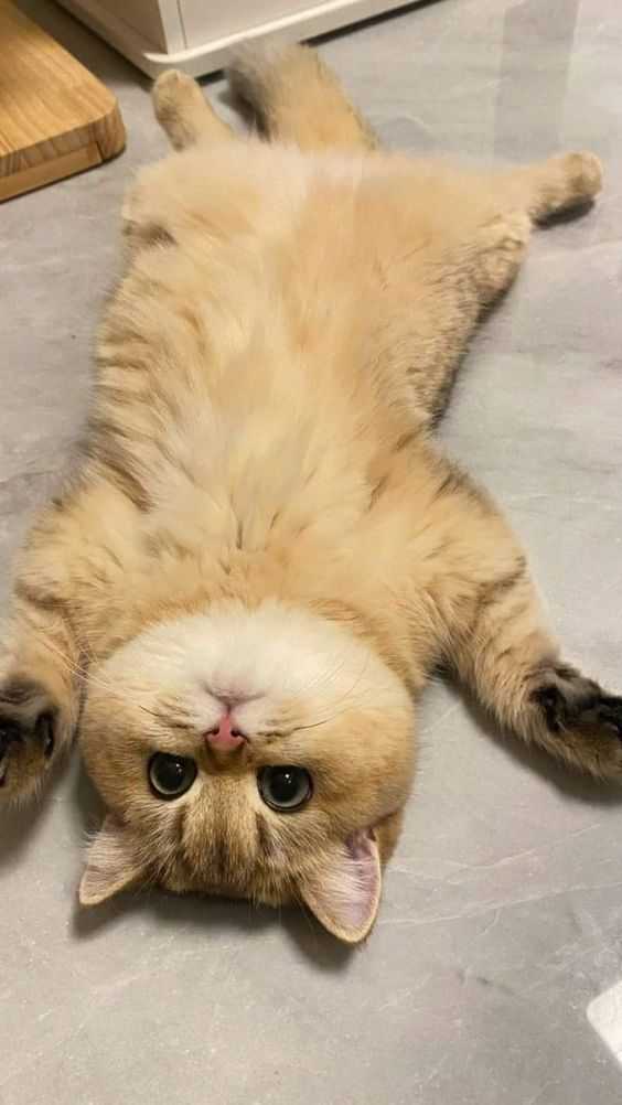 cute cat dp