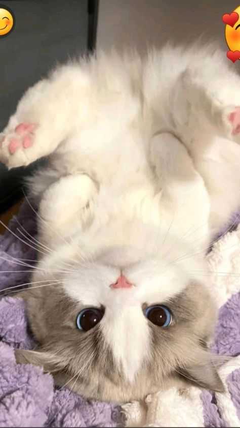 cute cat dp