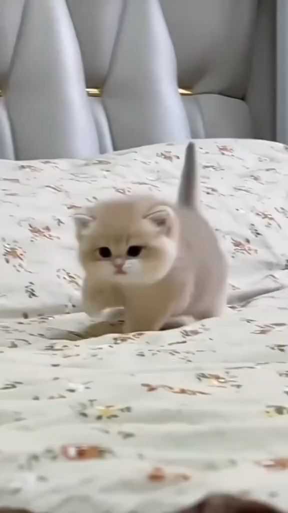 cute cat dp