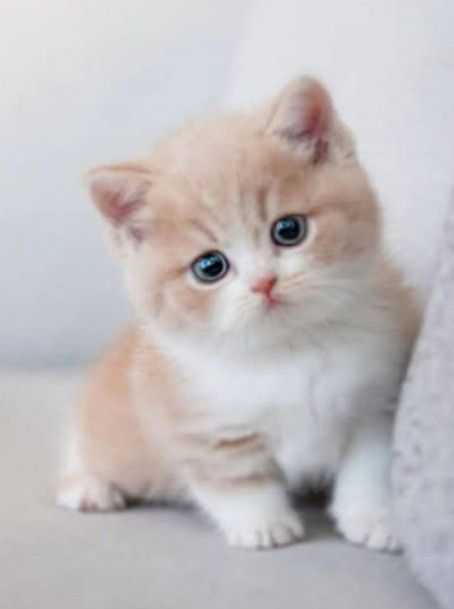 cute cat dp