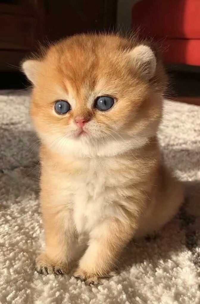 cute cat dp