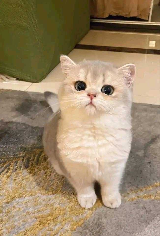 cute cat dp