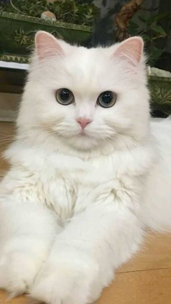 cute cat dp