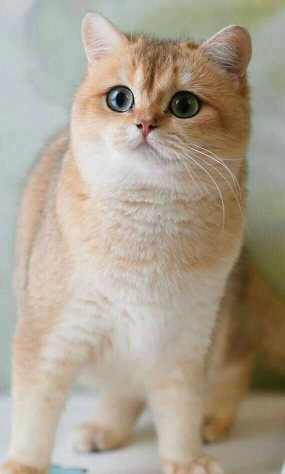 cute cat dp