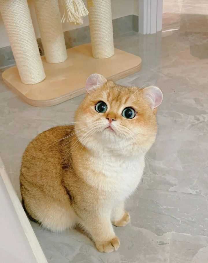 cute cat dp