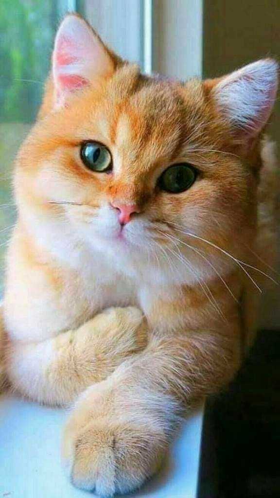 cute cat dp