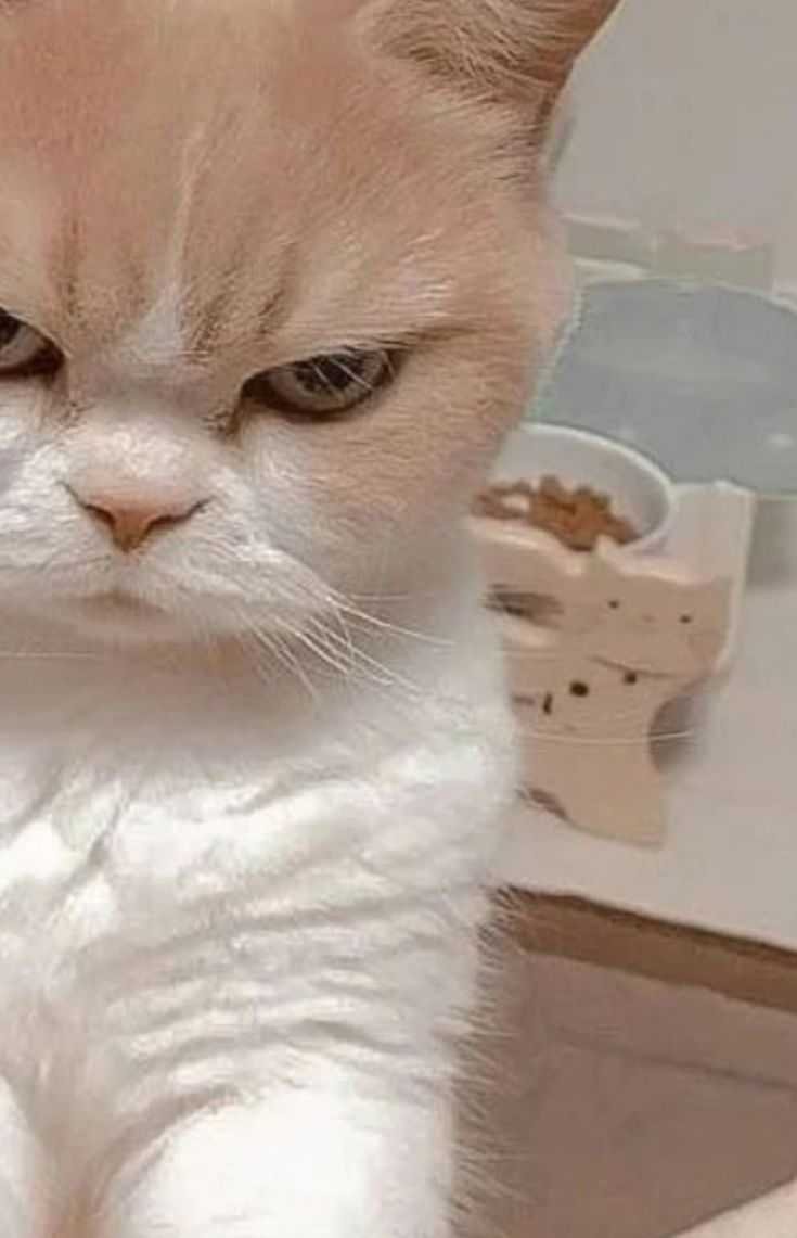 1210 Cute Cat Dp Photos Images And Pics Download Now Buzzfreek