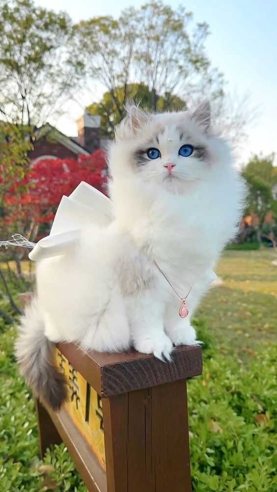 cute cat dp