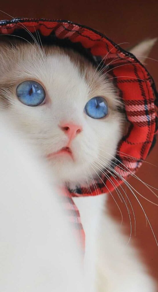 cute cat dp