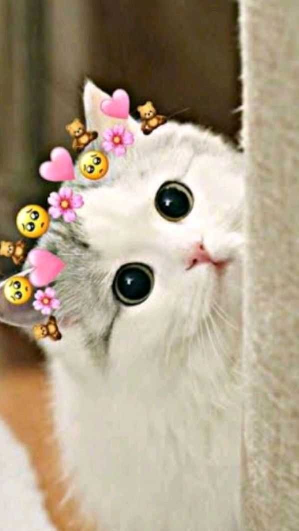 1210 Cute Cat Dp Photos Images And Pics Download Now Buzzfreek