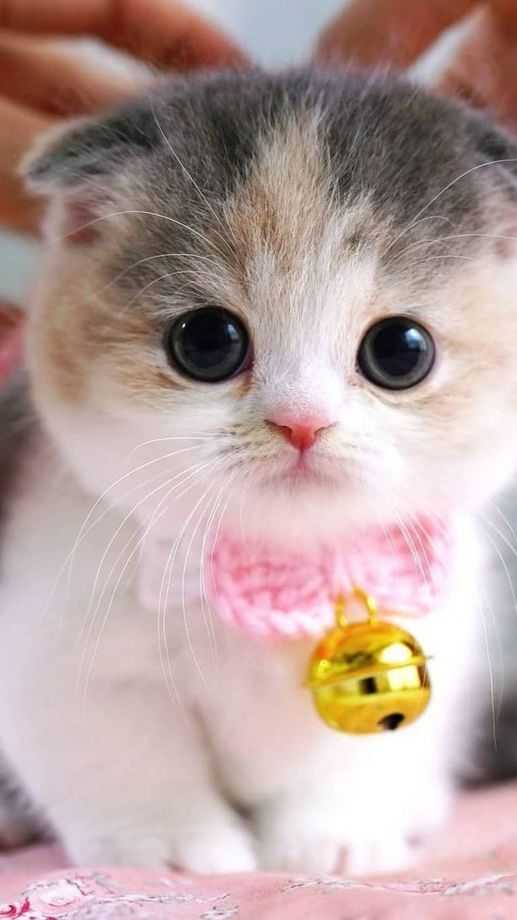 cute cat dp