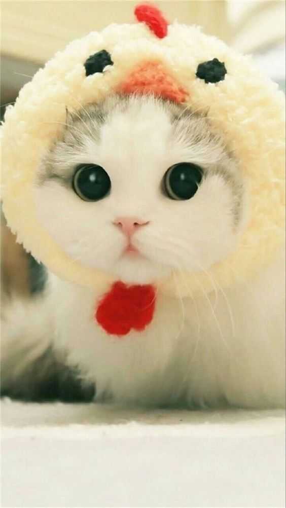 cute cat dp