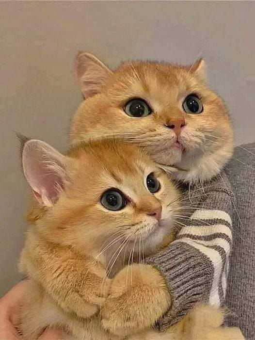 cute cat dp